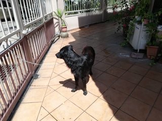 Stray Male - Cocker Spaniel Mix Dog