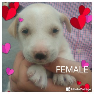 Pup 4 - Mixed Breed Dog