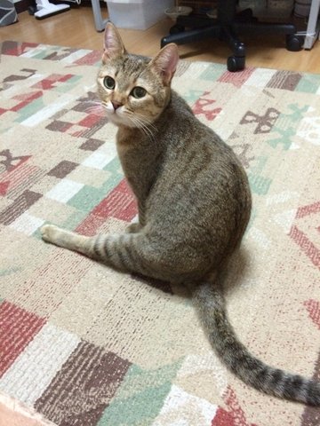 Lonely Cat Looking For Family - Tabby Cat