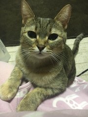 Lonely Cat Looking For Family - Tabby Cat