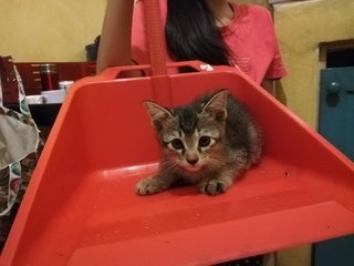 Female kitten 3