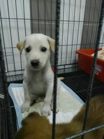 PF92108 - Mixed Breed Dog