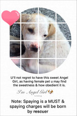 hi im Angel Girl