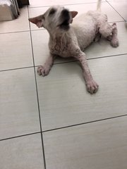 When I was rescued from street tat time