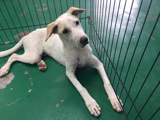 Im Angel Girl - Mixed Breed Dog
