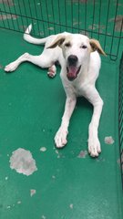 Im Angel Girl - Mixed Breed Dog