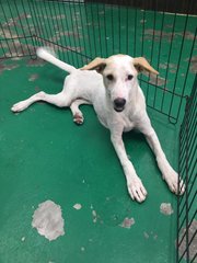 Im Angel Girl - Mixed Breed Dog