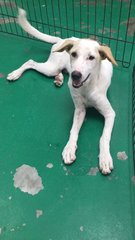Im Angel Girl - Mixed Breed Dog