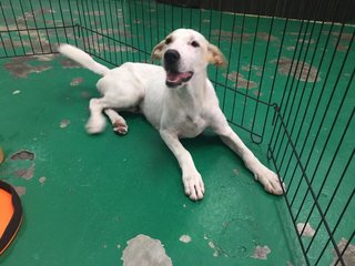 Im Angel Girl - Mixed Breed Dog