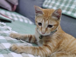 Cat With Green Collar - Domestic Medium Hair Cat