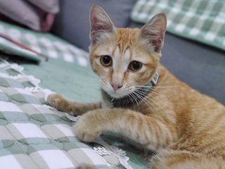 Cat With Green Collar - Domestic Medium Hair Cat