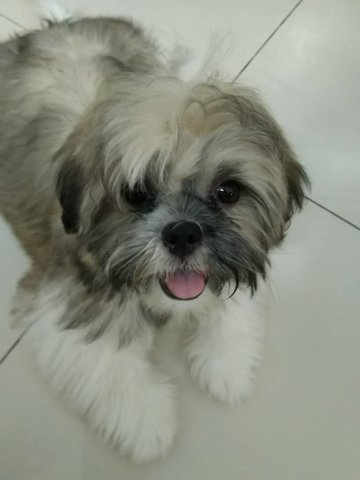 A.j - Shih Tzu Dog