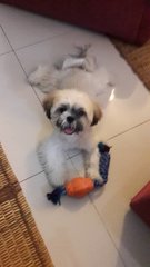 A.j - Shih Tzu Dog