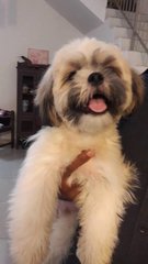 A.j - Shih Tzu Dog