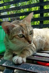 Rianna - Domestic Short Hair Cat