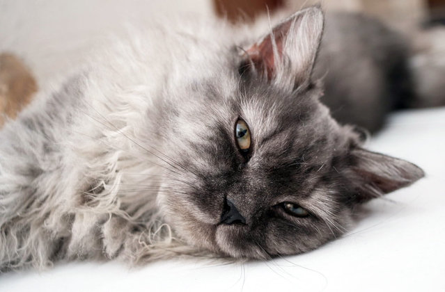 Kumo, &amp; Midori - Persian + Ragdoll Cat