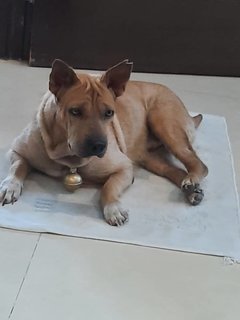 Benny (V) - Shar Pei Mix Dog