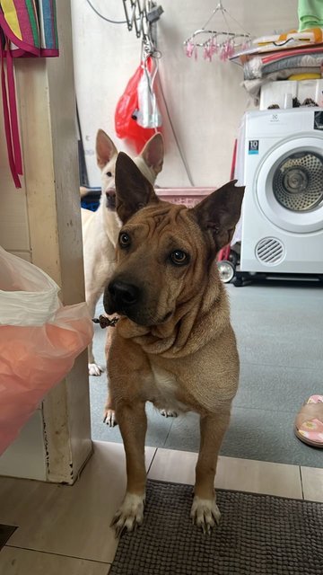 Benny (V) - Shar Pei Mix Dog