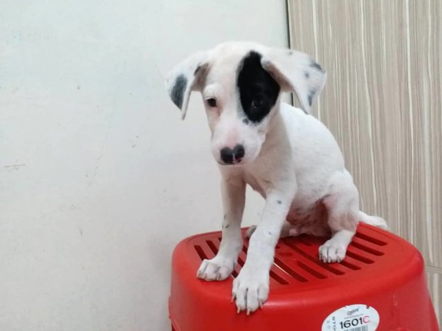 Louis - Labrador Retriever Mix Dog