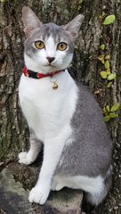 Annabelle @ &quot;Graceful&quot; - Tuxedo + Domestic Short Hair Cat