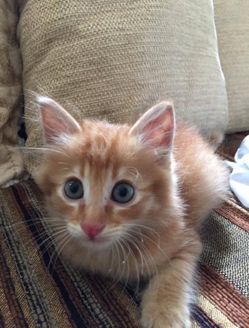 Maximus (Max) - Bengal + Domestic Long Hair Cat