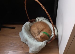 Big Max sleeping in his favourite basket