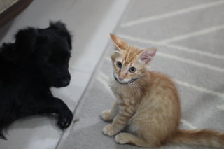 Maximus (Max) - Bengal + Domestic Long Hair Cat