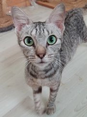 Sylvia  - Domestic Short Hair Cat