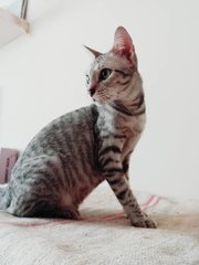 Sylvia  - Domestic Short Hair Cat