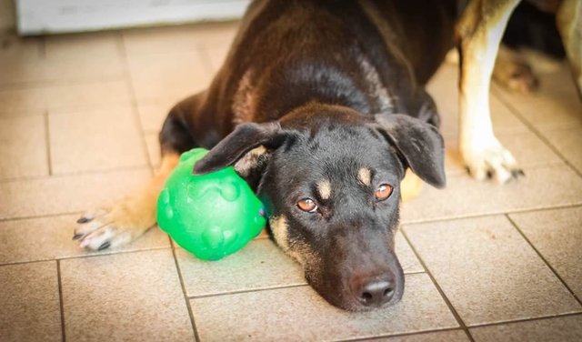 Ribbon Girl - Mixed Breed Dog