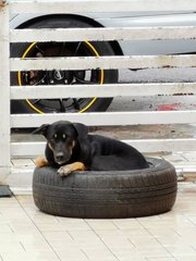 Ribbon Girl - Mixed Breed Dog