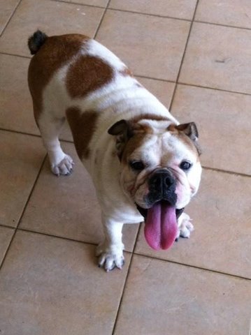 Lucky - English Bulldog Dog