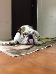 Lucky - English Bulldog Dog