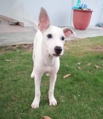 June , Jj, Honey And Jay - Mixed Breed Dog