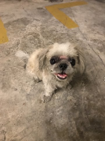 Shih Tzu (Update: Owner Found) - Shih Tzu Dog