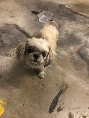 Shih Tzu (Update: Owner Found) - Shih Tzu Dog