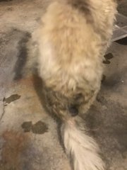 Shih Tzu (Update: Owner Found) - Shih Tzu Dog