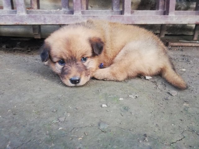 Brownies &amp; Blackie - Mixed Breed Dog