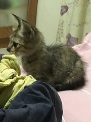 Baby - Domestic Short Hair Cat