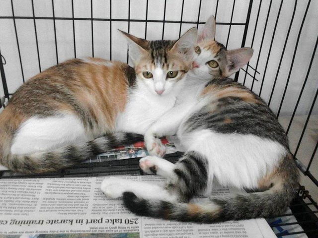 Crystal And Candy - Domestic Short Hair Cat