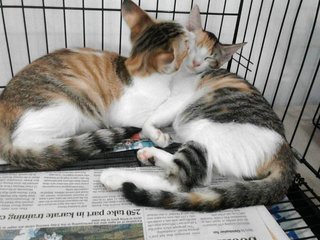 Crystal And Candy - Domestic Short Hair Cat