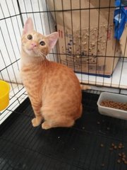 Goldie - Domestic Short Hair Cat