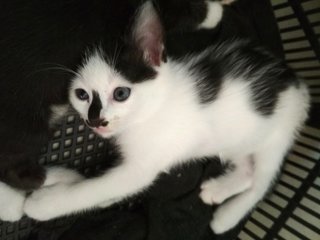 Black Nose Kitten - Domestic Medium Hair Cat