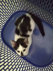 Black Nose Kitten - Domestic Medium Hair Cat