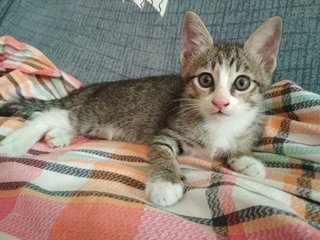 Stocking Brown Kitten - Domestic Medium Hair Cat