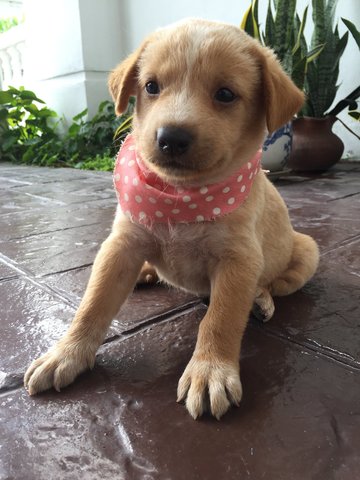 Gift - Mixed Breed Dog