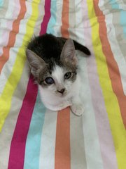 Baby Chai loaf!