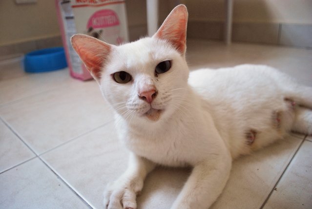 Snow White (Renamed Harley) - Domestic Short Hair Cat