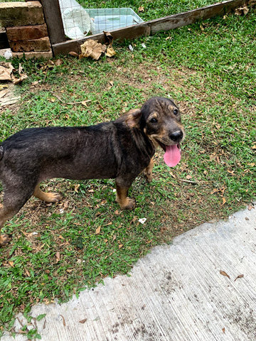 Pema (Spayed) - Mixed Breed Dog