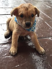 Leo - Mixed Breed Dog